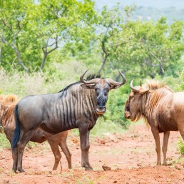 golden wildebeest