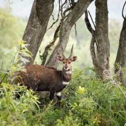 langkloof bushbuck