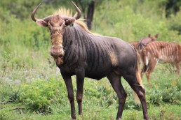 langkloof-kings-wildebeest