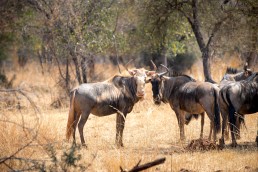 langkloof-kings-wildebeest
