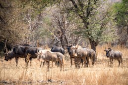 langkloof-kings-wildebeest