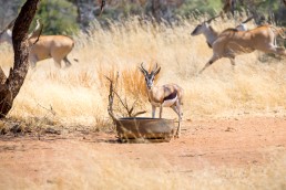langkloof-springbuck