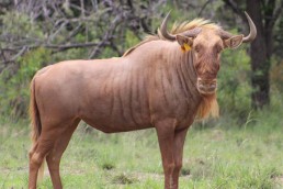 golden wildebeest