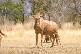 golden wildebeest