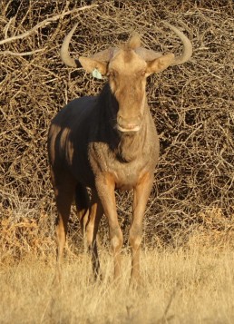 31-golden-wildebeest-napoleon