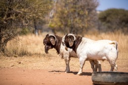 boer goat langkloof